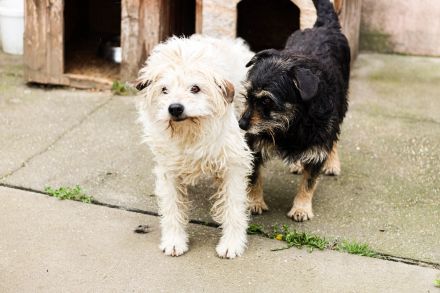 Dizel sucht ein Zuhause