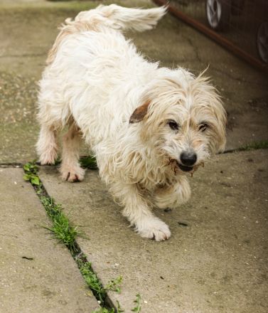 Dizel sucht ein Zuhause