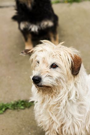 Dizel sucht ein Zuhause