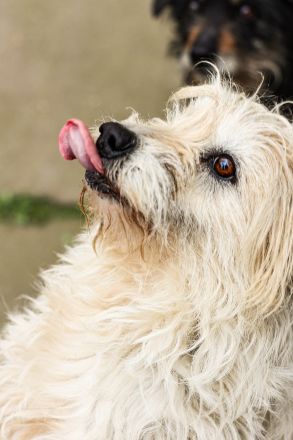 Dizel sucht ein Zuhause