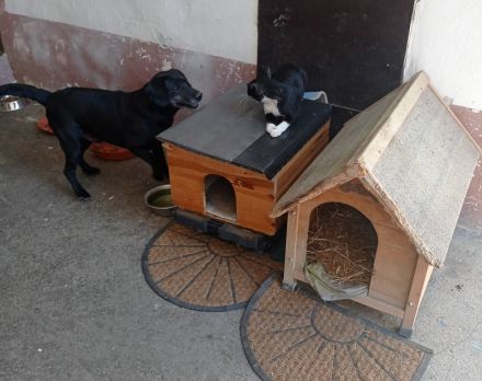 Pasci sucht ein Zuhause