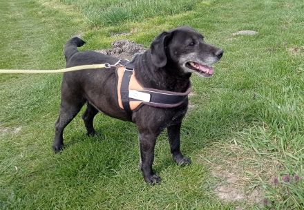 Pasci sucht ein Zuhause