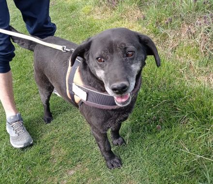 Pasci sucht ein Zuhause