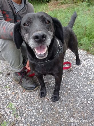 Pasci sucht ein Zuhause