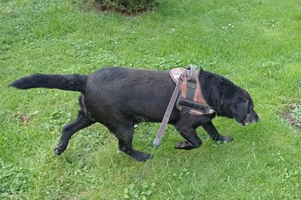 Pasci sucht ein Zuhause