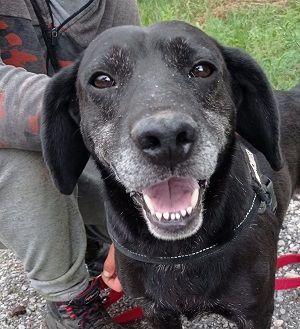 Pasci sucht ein Zuhause