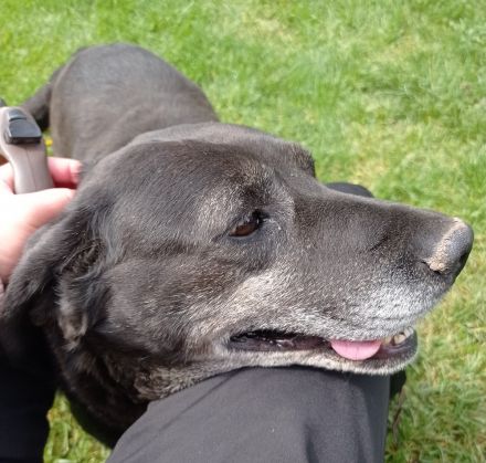 Pasci sucht ein Zuhause