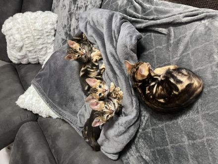 Bengal baby’s kitten