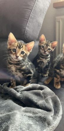 Bengal baby’s kitten