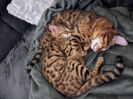 Bengal baby’s kitten