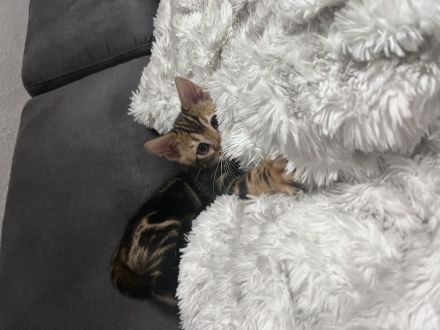 Bengal baby’s kitten