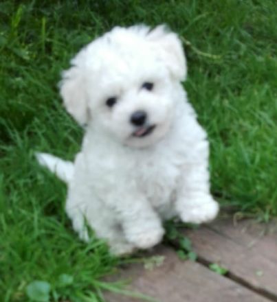 Allergiefreier Bichon frise Welpe