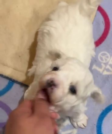 Allergiefreier Bichon frise Welpe