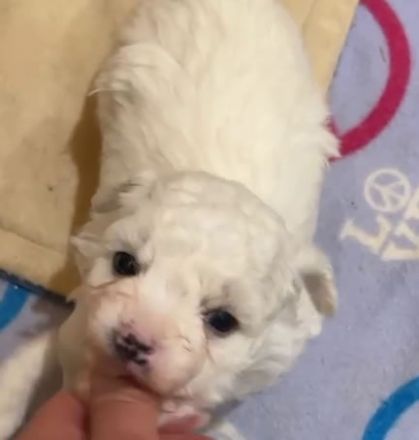 Allergiefreier Bichon frise Welpe