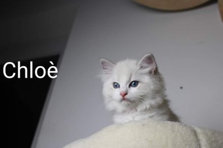 Ragdoll mit Stammbaum