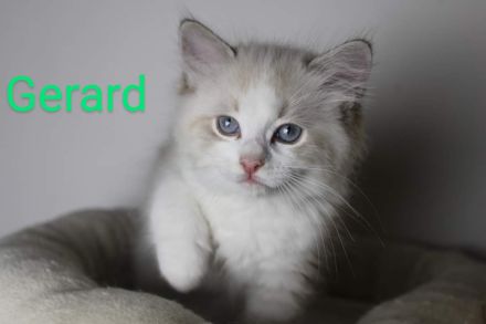 Ragdoll mit Stammbaum