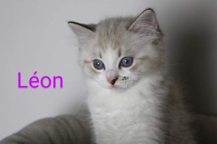 Ragdoll mit Stammbaum