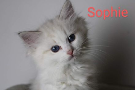 Ragdoll mit Stammbaum