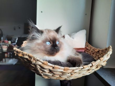 1 super süße Reinrassige Neva Masquarade Kätzchen weiblich zu verkaufen