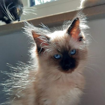 1 super süße Reinrassige Neva Masquarade Kätzchen weiblich zu verkaufen