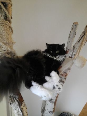 1 super süße Reinrassige Neva Masquarade Kätzchen weiblich zu verkaufen