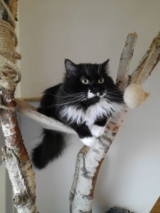 1 super süße Reinrassige Neva Masquarade Kätzchen weiblich zu verkaufen