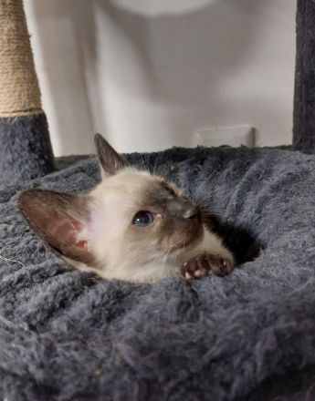 Siam Kitten