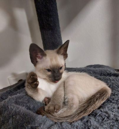 Siam Kitten