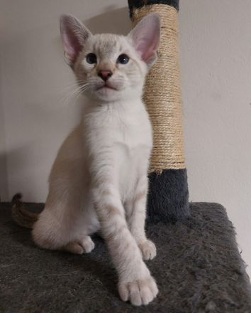 Siam Kitten