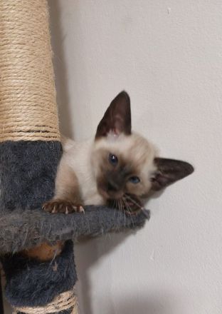 Siam Kitten
