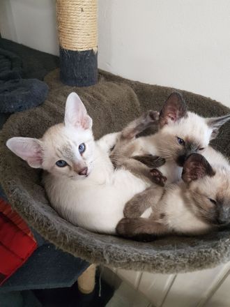 Siam Kitten