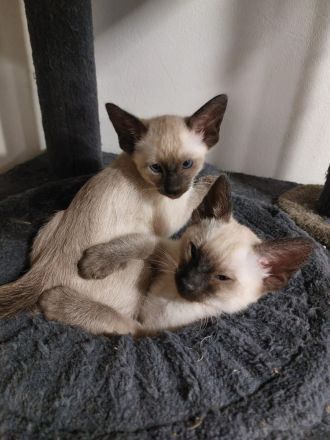 Siam Kitten