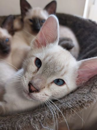 Siam Kitten
