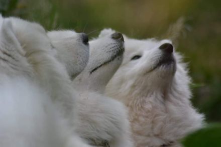 Whitemagic vom Kornberg