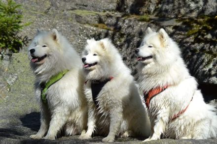 Whitemagic vom Kornberg