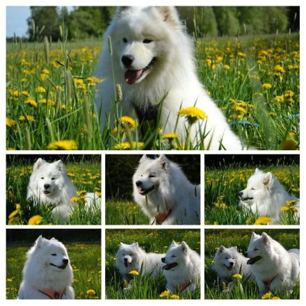 Whitemagic vom Kornberg