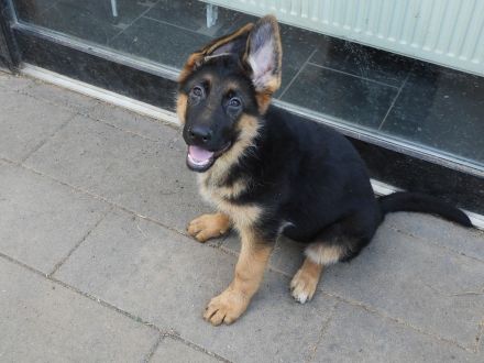 Deutsche Schäferhund Welpen