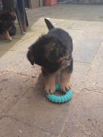 Deutsche Schäferhund Welpen