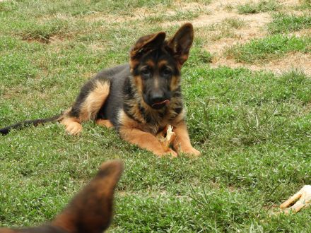 Deutsche Schäferhund Welpen