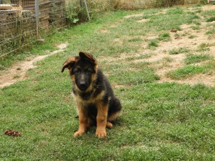 Deutsche Schäferhund Welpen