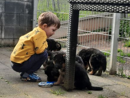 Deutsche Schäferhund Welpen