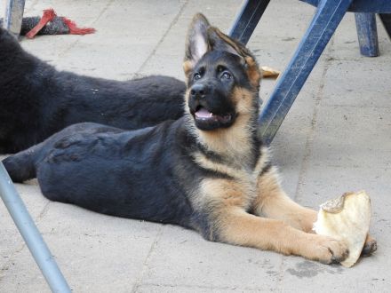 Deutsche Schäferhund Welpen