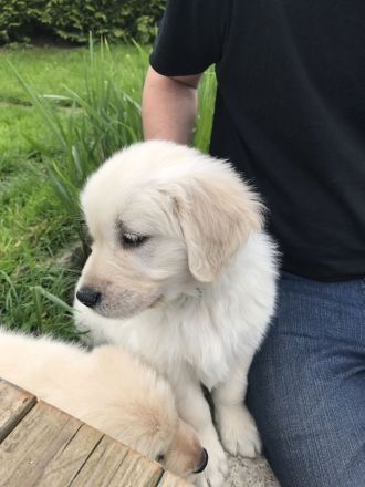 Golden Retriever mit Ahnentafel !TOP!