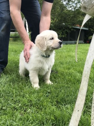 Golden Retriever mit Ahnentafel !TOP!