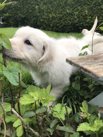 Golden Retriever mit Ahnentafel !TOP!
