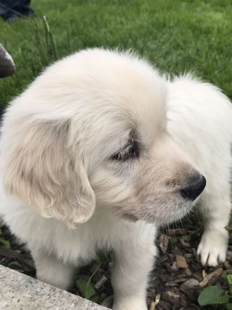 Golden Retriever mit Ahnentafel !TOP!