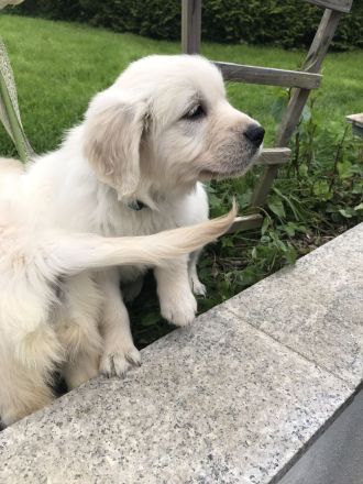 Golden Retriever mit Ahnentafel !TOP!