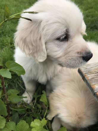 Golden Retriever mit Ahnentafel !TOP!