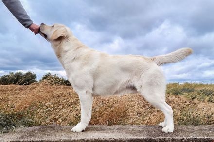 Labrador Deckrüde - kein Verkauf!
