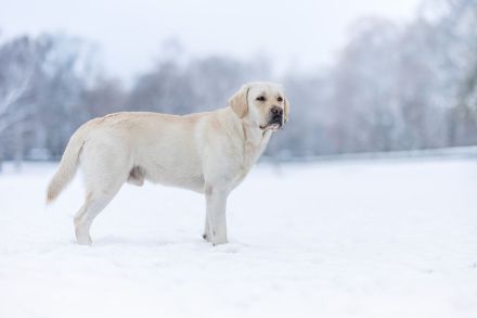Labrador Deckrüde - kein Verkauf!